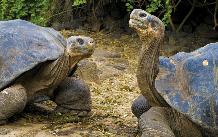 Riesenschildkröten auf Galápagos