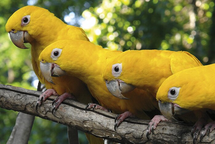 Im Parque Das Aves lebt eine Vielzahl farbenfroher Vögel