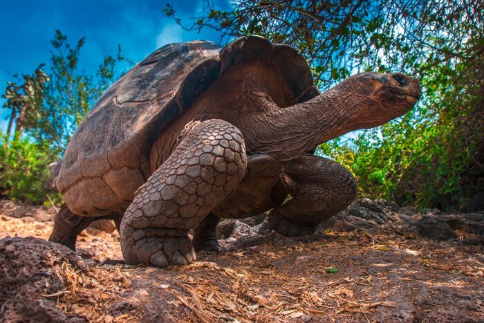 Schildkröte auf Galapagos