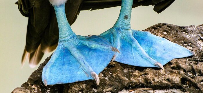 Galapagos-Blaufußtölpel