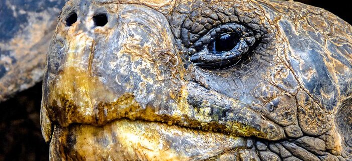 Galapagos-Schildkröte