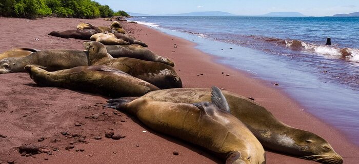 Seelöwen auf Galapagos